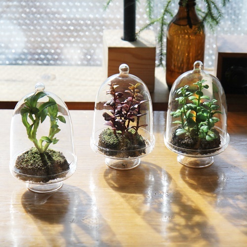 glass plants
